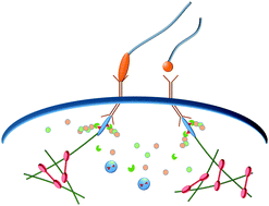 Graphical abstract: Multiscale mechanobiology: computational models for integrating molecules to multicellular systems