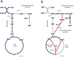 Graphical abstract: Sub-optimal phenotypes of double-knockout mutants of Escherichia coli depend on the order of gene deletions