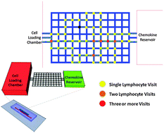 Graphical abstract: Microfluidic mazes to characterize T-cell exploration patterns following activation in vitro