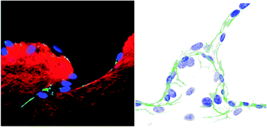 Graphical abstract: Endothelial cell sensing, restructuring, and invasion in collagen hydrogel structures