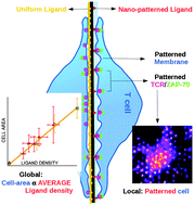 Graphical abstract: Nano-clustering of ligands on surrogate antigen presenting cells modulates T cell membrane adhesion and organization