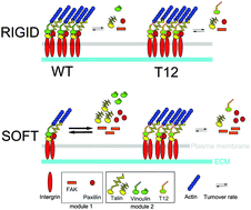Graphical abstract: Vinculin head–tail interaction defines multiple early mechanisms for cell substrate rigidity sensing