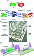 Graphical abstract: Distal modulation of bacterial cell–cell signalling in a synthetic ecosystem using partitioned microfluidics