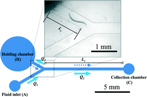Graphical abstract: High-throughput, motility-based sorter for microswimmers such as C. elegans