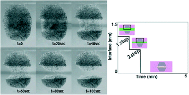 Graphical abstract: 3D bio-etching of a complex composite-like embryonic tissue