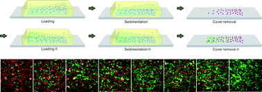 Graphical abstract: Assembly of multiple cell gradients directed by three-dimensional microfluidic channels