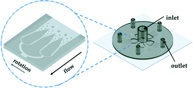 Graphical abstract: Centrifugal microfluidic platform for single-cell level cardiomyocyte-based drug profiling and screening