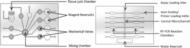 Graphical abstract: A lab-on-a-chip system integrating tissue sample preparation and multiplex RT-qPCR for gene expression analysis in point-of-care hepatotoxicity assessment