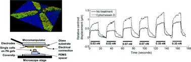 Graphical abstract: An inverted dielectrophoretic device for analysis of attached single cell mechanics