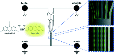 Graphical abstract: Effects of molecular confinement and crowding on horseradish peroxidase kinetics using a nanofluidic gradient mixer