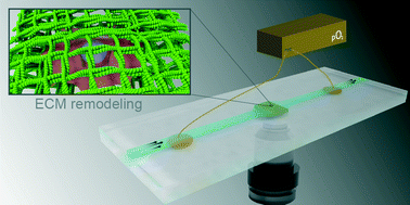 Graphical abstract: A micro-perfusion bioreactor for on line investigation of ECM remodeling under hydrodynamic and biochemical stimulation