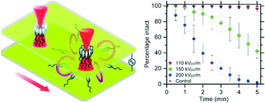 Graphical abstract: Trapping and viability of swimming bacteria in an optoelectric trap
