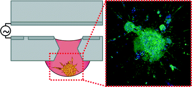 Graphical abstract: Digital microfluidics for spheroid-based invasion assays