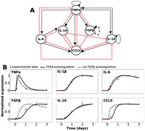 Graphical abstract: Computational modeling of cytokine signaling in microglia