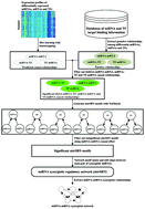 Graphical abstract: Identifying miRNA synergistic regulatory networks in heterogeneous human data via network motifs