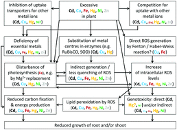 Graphical abstract: Mechanisms of metal toxicity in plants