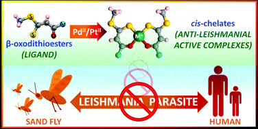 Graphical abstract: Anti-leishmanial activity of Ni(ii), Pd(ii) and Pt(ii) β-oxodithioester complexes