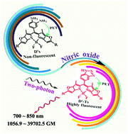 Graphical abstract: A theoretical study of a series of novel two-photon nitric oxide (NO) fluorescent probes based on BODIPY