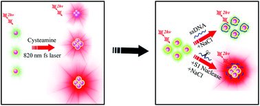 Graphical abstract: Plasmon coupling-enhanced two-photon photoluminescence of Au@Ag core–shell nanoparticles and applications in the nuclease assay