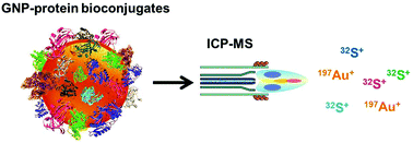 Graphical abstract: Complementary mass spectrometric techniques for the quantification of the protein corona: a case study on gold nanoparticles and human serum proteins