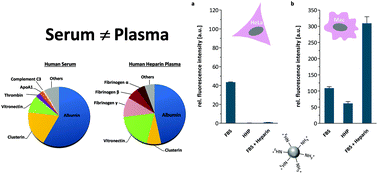 Graphical abstract: Protein source and choice of anticoagulant decisively affect nanoparticle protein corona and cellular uptake