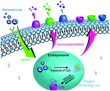 Graphical abstract: DNA–inorganic hybrid nanovaccine for cancer immunotherapy