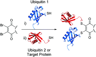 Graphical abstract: A novel synthetic chemistry approach to linkage-specific ubiquitin conjugation