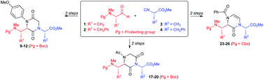 Graphical abstract: Application of the Ugi reaction with multiple amino acid-derived components: synthesis and conformational evaluation of piperazine-based minimalist peptidomimetics