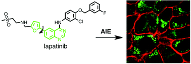 Graphical abstract: Binding-induced, turn-on fluorescence of the EGFR/ERBB kinase inhibitor, lapatinib