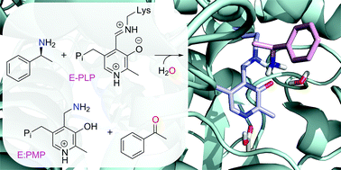 Graphical abstract: A quantum chemical study of the ω-transaminase reaction mechanism