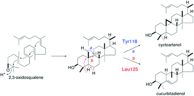 Graphical abstract: Control of the 1,2-rearrangement process by oxidosqualene cyclases during triterpene biosynthesis