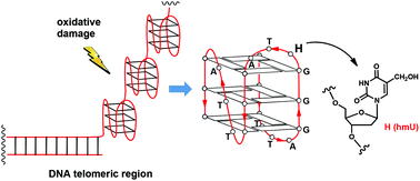 Graphical abstract: The oxidative damage to the human telomere: effects of 5-hydroxymethyl-2′-deoxyuridine on telomeric G-quadruplex structures
