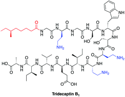 Graphical abstract: Studies on tridecaptin B1, a lipopeptide with activity against multidrug resistant Gram-negative bacteria