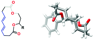 Graphical abstract: Synthesis, structure and reactivity of [15]-macrodilactones