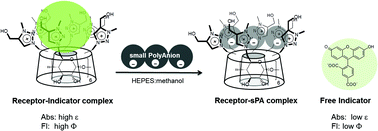 Graphical abstract: Small polyanion recognition of a triazolium cyclodextrin click cluster in water