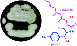 Graphical abstract: New PKS-NRPS tetramic acids and pyridinone from an Australian marine-derived fungus, Chaunopycnis sp.