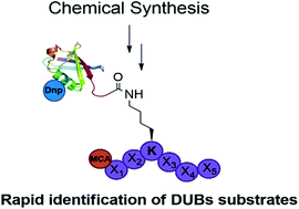 Graphical abstract: Rapid optimization of labeled ubiquitinated peptides for monitoring deubiquitinases activities