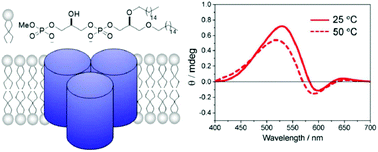 Graphical abstract: Stereoselective synthesis of the head group of archaeal phospholipid PGP-Me to investigate bacteriorhodopsin–lipid interactions