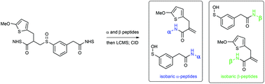 Graphical abstract: Design of CID-cleavable protein cross-linkers: identical mass modifications for simpler sequence analysis