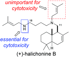 Graphical abstract: Synthesis and structure–activity relationships for cytotoxicity and apoptosis-inducing activity of (+)-halichonine B