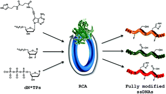 Graphical abstract: Generation of long, fully modified, and serum-resistant oligonucleotides by rolling circle amplification