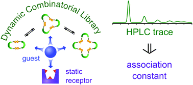 Graphical abstract: Introducing a static receptor to compete with a dynamic combinatorial library in template binding