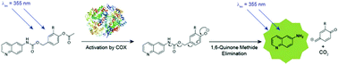 Graphical abstract: Towards aspirin-inspired self-immolating molecules which target the cyclooxygenases