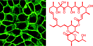 Graphical abstract: Oligomycins as inhibitors of K-Ras plasma membrane localisation