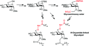 Graphical abstract: Synthesis of glycoaminooxy acid and N-oxyamide-linked glycolipids