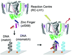 Graphical abstract: DNA-directed spatial assembly of photosynthetic light-harvesting proteins