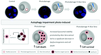 Graphical abstract: Mechanism of Aloe Vera extract protection against UVA: shelter of lysosomal membrane avoids photodamage