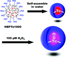 Graphical abstract: Reactive oxygen species (ROS)-responsive tellurium-containing hyperbranched polymer