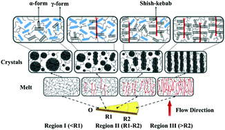 Graphical abstract: Unexpected shear dependence of pressure-induced γ-crystals in isotactic polypropylene