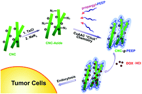 Graphical abstract: A new pathway towards polymer modified cellulose nanocrystals via a “grafting onto” process for drug delivery